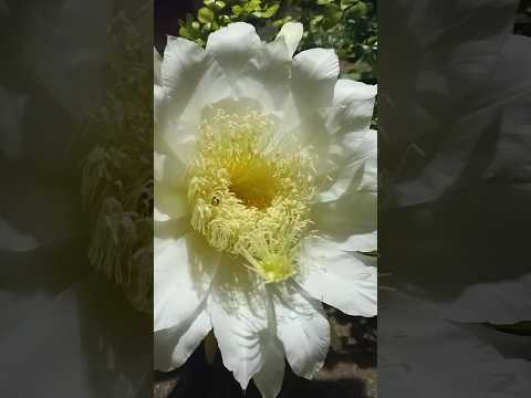 queen of night flowers 🌺..#dragonfruit #pitaya #viral #shorts #youtubeshorts
