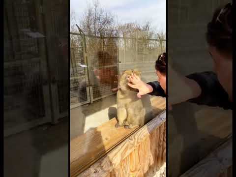 #funny #funnyfarmanimals #funnyanimals #tryonttolaugh #funnyvideo #funnyshorts #funnygorilla #fun