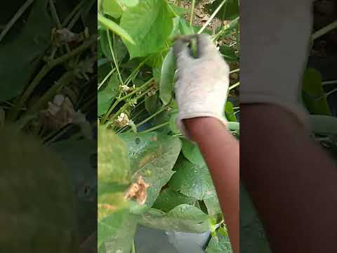 Avarakai