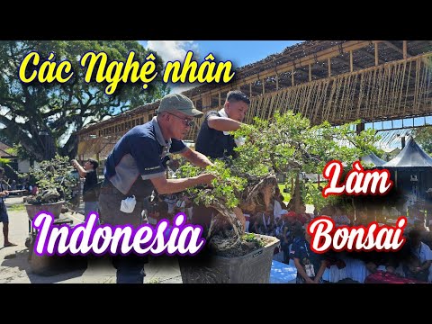 SH.10656. Xem các nghệ nhân indonesia trình diễn làm cây bonsai.