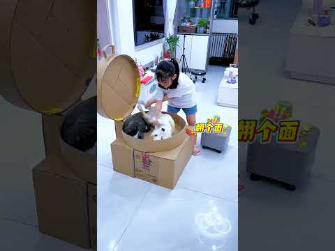 Girl made a grill for her pets! #shortvideo