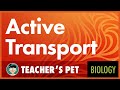 Exploring Types of Active Transport