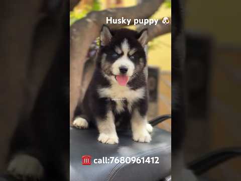 🐾 Husky Puppies for Sale | Best Price & Healthy Puppies | #yt #dog #barkbridgehyd #dogtraining