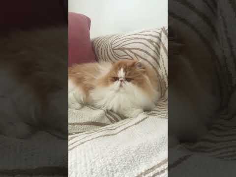 He’s to handsome #cat #adoreble #cuteanimal #adorably #cutecat #cute #petsrule #cutepet #pets