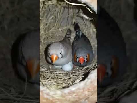 طيور الزينه عصافير الزيبرا فينش داخل العشوش عصفور منتج جدا
