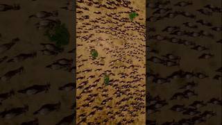 Aerial look of the Great Migration moving on the Serengeti Plain