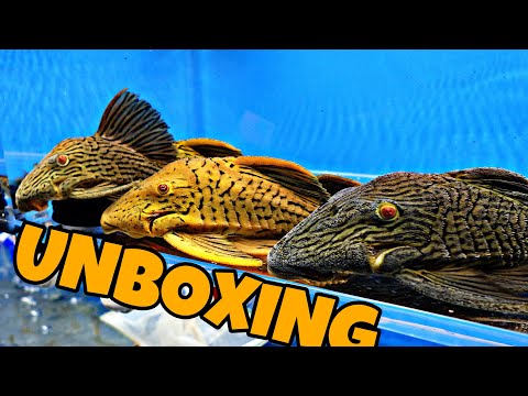 FIRST UNBOXING OF THE YEAR! WHAT SPECIES DID WE IMPORT?