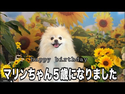 マリンちゃん5歳の誕生日会！皆さん祝ってあげてください❤️