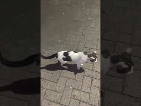 Mata Kucing Ini Mystery #cat #nizamkucinglucu #kitten #貓咪日常 #cute #imut #貓 #animals #kucing