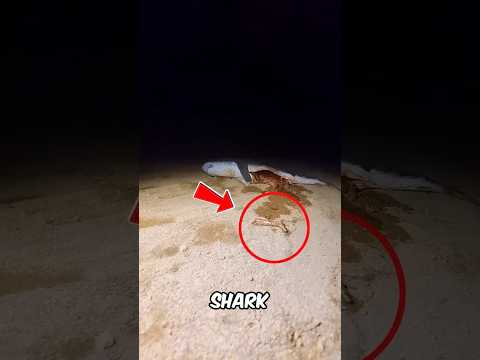 Never come to this Beach...🚫⚠️😱