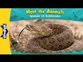 Meet the Animals: Rattlesnake and Peregrine Falcon