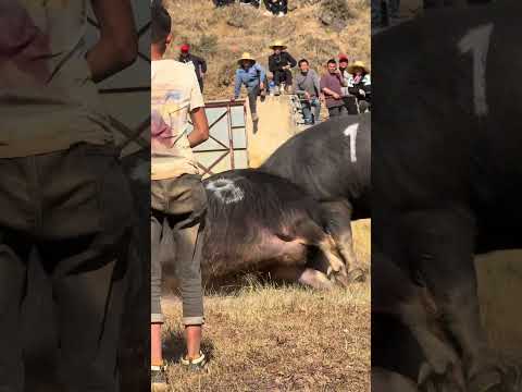 Bullfighting enthusiasts are always prosperous 82