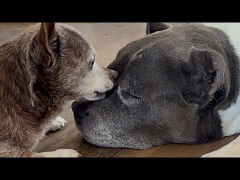 Chihuahua has a crush on pitbull