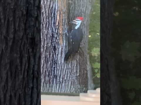 Pileated Woodpecker putting’ in WORK! #woodpecker #birds #birdwatching