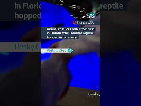 Animal rescuers called to house in Florida after 3-metre reptile hopped in for a swim #itvnews