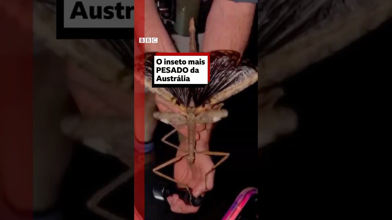 O peso pesado dos bichos pau 🦯🇦🇺