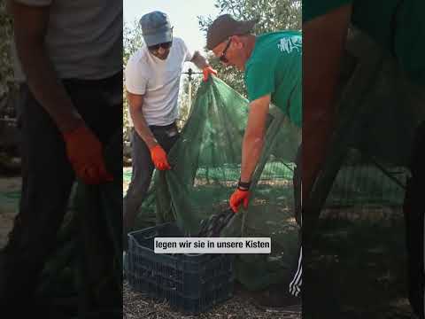 Alexis, wie werden die dmBio Kalamon Oliven geerntet? | #dmBio #Oliven