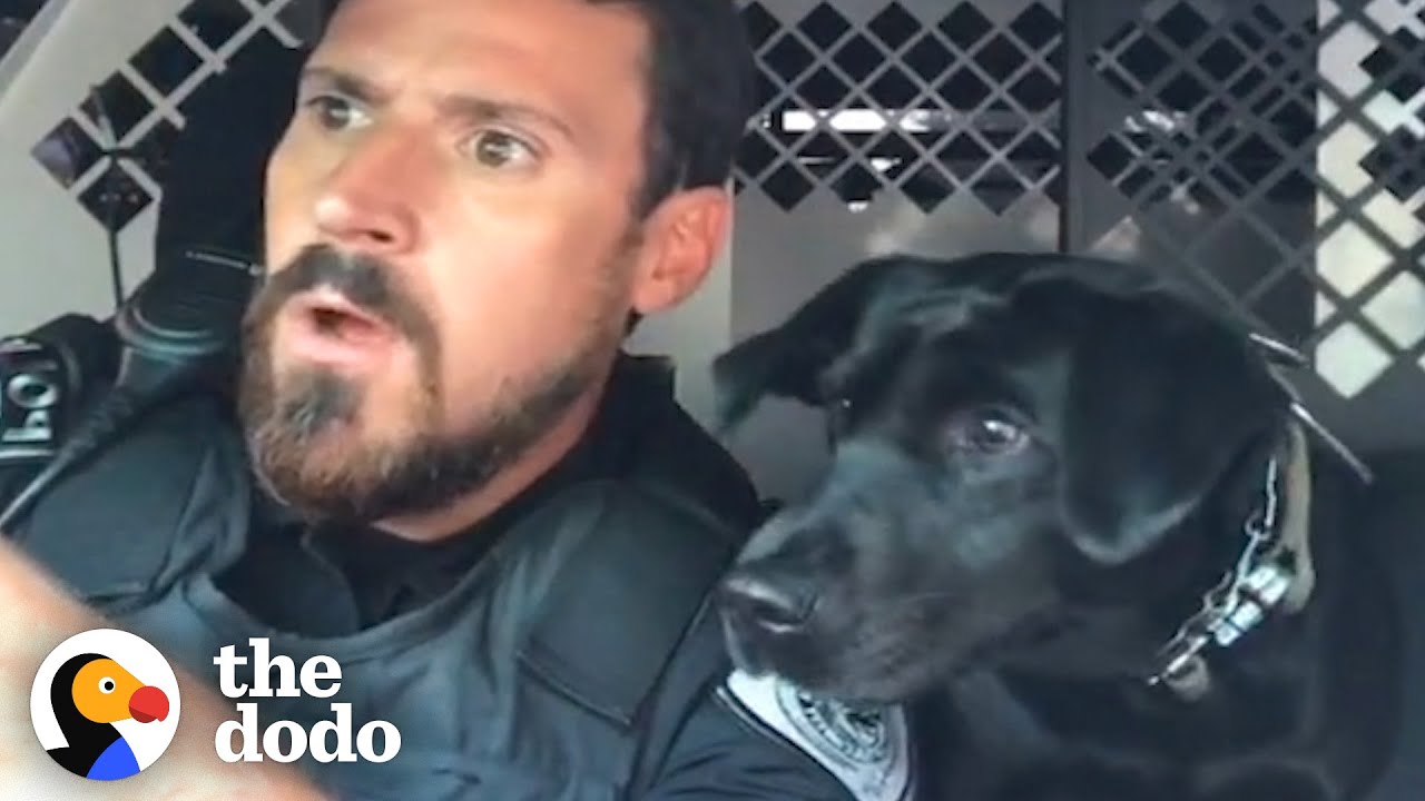 Dog Helps Out Dad At Work Every Single Day - The Dodo
