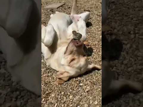 funnydogs#cute#doglover#doglife#cure#dogshorts#pet#doglife#dogshorts