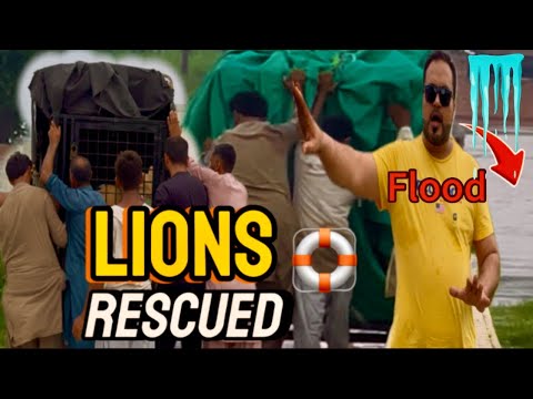 Lions ko farm say safe jaga pr shift ker diya😰(mian saqib)