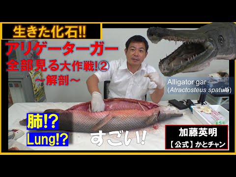 貴重！魚だけど閲覧注意！？アリゲーターガーの解剖！全部見る大作戦② Alligator gar, Atractosteus spatula 教育教材用≫ 加藤英明【公式】かとチャン