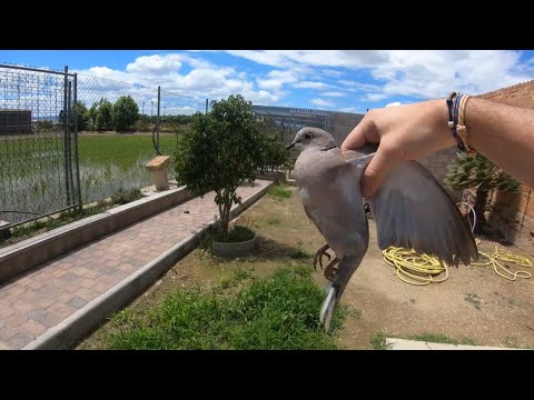 Me encuentro estos pájaros volando por el terrario de mis tortugas y ocurre esto!! 😱🥚🦆