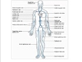 Circulatory System and Blood Functions