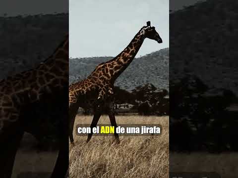 ¿QUE ES UNNATURAL HABITAT?