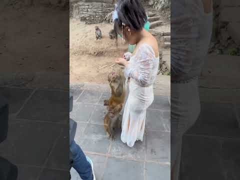 #MonkeyBusiness #CuteMonkeys #MonkeyMagic #WildlifeWonder #MonkeyLove #AnimalKin 1