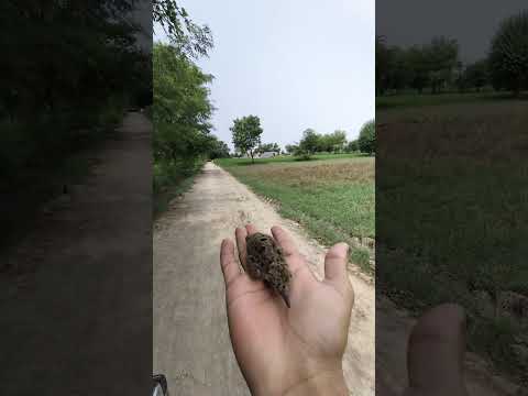 little redlepd Birds cutie #birds #harehunting #animaltrap #villagelife #animalfight