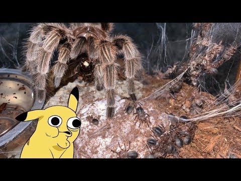 Even TARANTULAS know how to CARE for their BABIES ..
