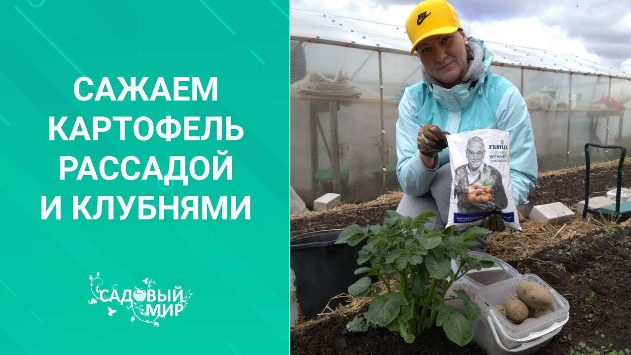 ПОСАДКА РАННЕГО КАРТОФЕЛЯ БЕЗ НАВОЗА! С ТРАВОЙ И КОМПОСТОМ через клубни и рассаду. Для супер урожая!