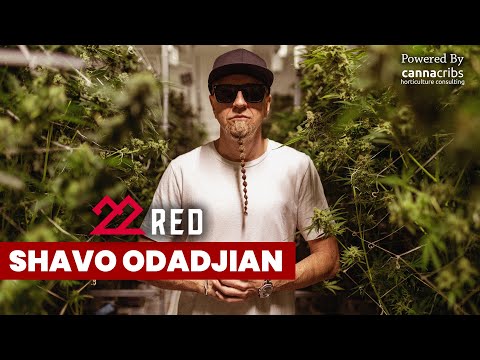 Shavo Odadjian: Cannabis and Music with 22Red