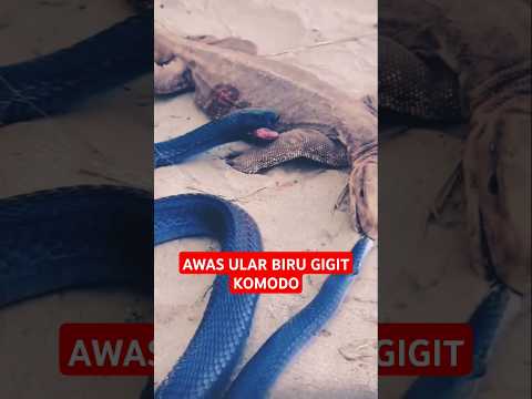 Bahaya saling gigit komodo dan ular Biru #fypシ゚viral #viralvideo #trending #shorts