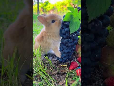 Little rabbit eats grapes and does not spit out grape skins. Cute pet debut plan. Rabbit pastora