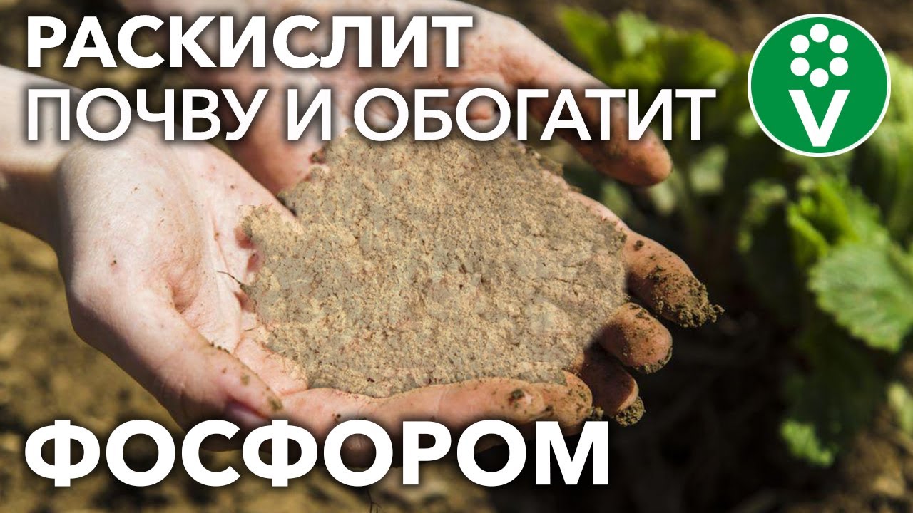 Это лучшее фосфорное удобрение для кислых почв!
