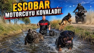 4 DEV KÖPEĞİ YÜZMEYE GÖTÜRDÜM! (Escobar Motorcuyu Kovaladı)