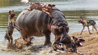 10 Unbelievable Strong Pack Hunter Animals In The Wild