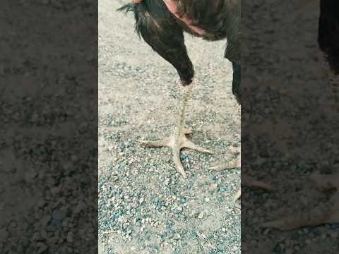aseel rooster best quality #ytshorts #aseel #ayam #youtubeshorts #aseelmurga #rooster