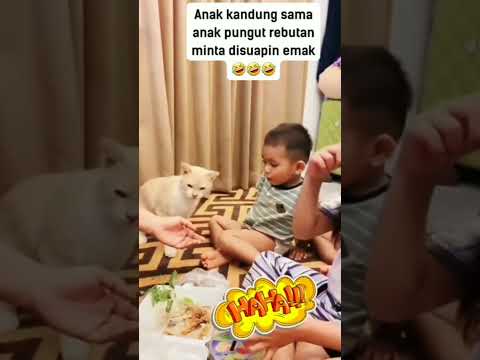 Anak pungutnya lebih galak #cat #cutecat #catvideos #funny #funnycats #kucinglucu