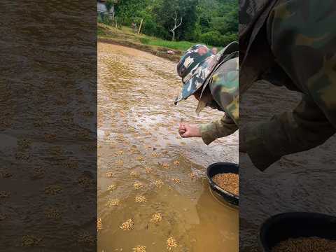 teknik cerdas petani Thailand saat penaburan bibit padi #petanipintar #shortvideo #shortvideo