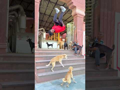 Dog Performs Amazing Flip🐶🤸‍♂️ #DogFlip #DogTrick #AgilityDog #FunnyDogs #DogLovers #pets