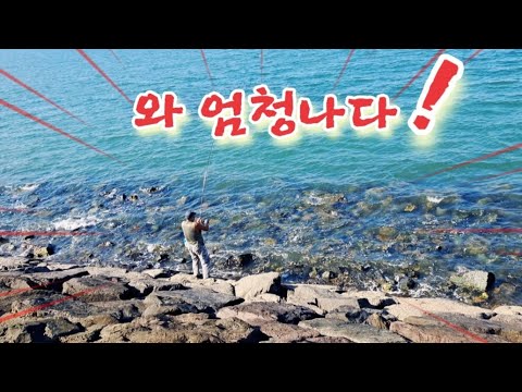 10월 22일 강력한 이빨로 무자비 공격하는 이넘들 지금 시화방조제는 난리 났어요 