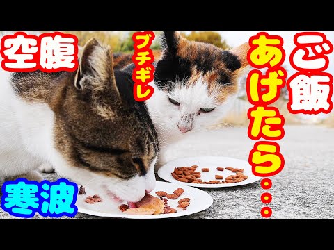 寒波 空腹な猫たちにご飯をあげたら・・・ さくらねこへの給餌