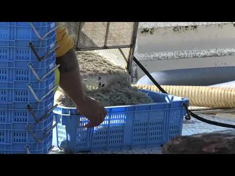 林崎漁港シラス漁2025 11 22