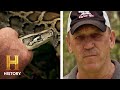 Mangrove Island Snakes and Turtles