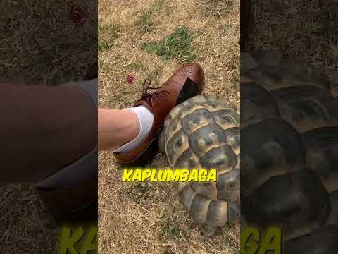 KAPLUMBAĞALAR NEDEN SİYAH RENGİ SEVMEZ? 😲