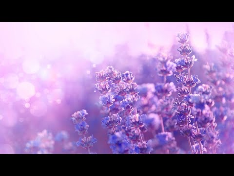 상쾌한 아침을 여는 힐링음악 3시간 🎵 아침명상음악, 스트레스해소음악, 명상음악