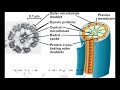 Bacterial and Eukaryotic Flagella Mechanics