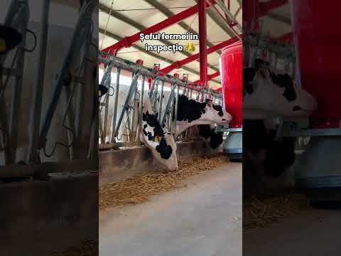 Șeful fermei în inspecție🐾